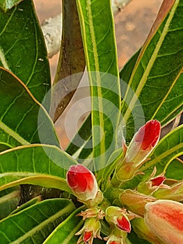 Red and pink flowers on a rooftop garden, D4 HCMC, Vietnam 2020