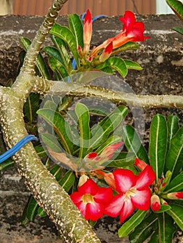 Red and pink flowers on a rooftop garden, D4 HCMC, Vietnam 2020