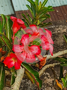 Red and pink flowers on a rooftop garden, D4 HCMC, Vietnam 2020