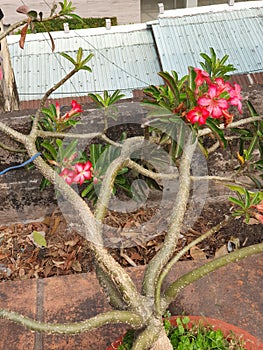 Red and pink flowers on a rooftop garden, D4 HCMC, Vietnam 2020