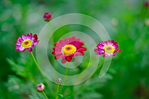 Red pink flowers photo