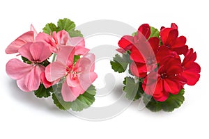 Red and pink geranium flower blossoms with green leaves isolated on white background, colorful geranium flowers template concept