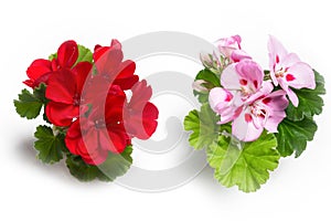 Red and pink geranium flower blossoms with green leaves isolated on white background, colorful geranium flowers template concept