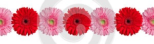 Red and pink gerbera flowers border on white background isolated close up, gerber flower seamless pattern, decorative frame line