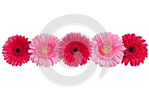 Red and pink gerbera flowers line on white background isolated closeup, gerber flower decorative border, daisies head top view