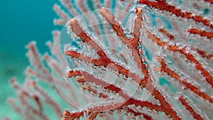 Red pink gorgonian coral close up on the branch to spot and see the polyps out