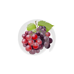 Red pink grape bunch icon set. Bunch of blue grapes decorated with leaves. illustration isolated on white background