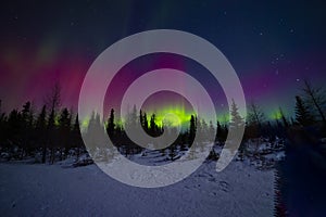 Red Pink Green Yellow Aurora Borealis Curtains over Forest, Churchill, Canada