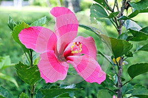 Red Pink Hibiscus flowe