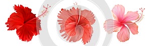 Red and pink hibiscus flower set isolated on white background. Vector illustration