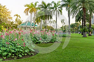 Red and pink Hollyhock flower garden blooming on fresh green grass smooth lawn carpet, green roof pacillion and palm trees on