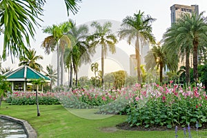 Red and pink Hollyhock flower garden blooming on fresh green grass smooth lawn carpet, green roof pavillion and palm trees on