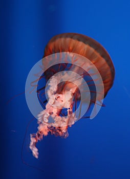 Red-pink jellyfish in an aquarium tank
