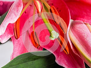 Red and pink Lillie macro flower