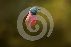 Red pink Northern Carmine Bee-eater, Merops nubicus, detail portrait of beautiful bird from Africa. Pink bee-eater from Lake