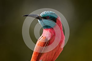 Red pink Northern Carmine Bee-eater, Merops nubicus, detail portrait of beautiful bird from Africa. Pink bee-eater from Lake