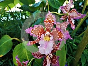 Red and pink Odontoglossum blossom spotted in greenhouse