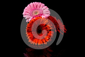 Red Pink Orange Gerbera flower