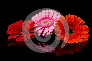 Red Pink Orange Gerbera flower