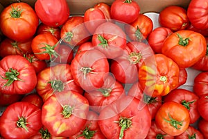 Red and pink organic tomatoes at greengrocery market