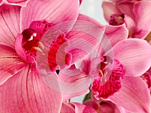 Red-pink Phalaenopsis Orchid Flowers. close up view.