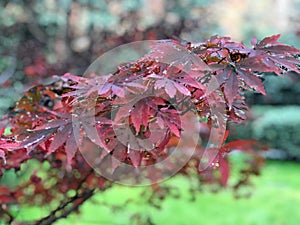 Red , Pink, Purple maple leaves on branch of tree in the botanical garden with Sunlight ray in the morning.