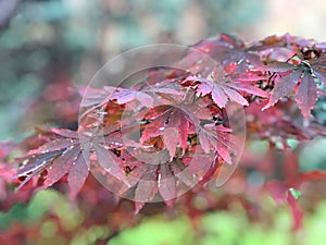 Red , Pink, Purple maple leaves on branch of tree in the botanical garden with Sunlight ray in the morning.