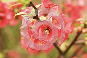 Red pink quince flowers on a unsharp background