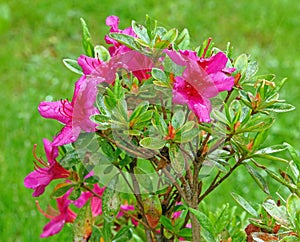 red pink Rhododendron, Azalea, flowers blooming in Spring rain