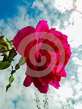 Red/pink rose