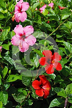 Red and pink Rose of China flowers.