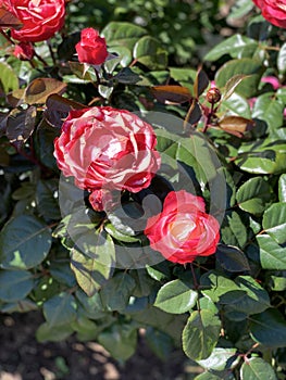 Red pink rose flowers. Background