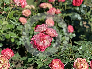 Red pink rose flowers. Background