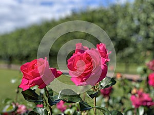 Red pink rose flowers. Background