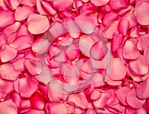 The Red pink rose petal background