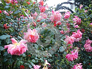 Red and pink roses with buds on a background of a green bush. Bush of red and pink roses. Roses after rain