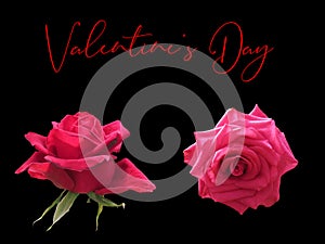 Red and pink roses isolated on black background. Rose is a symbol of love for Valentine`s Day.