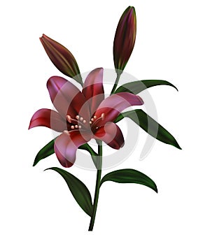 Red and pink roses, a lily with buds and green leaves. realistic flowers