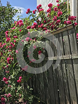 Red and pink roses pour over an old wooden fence - FENCE