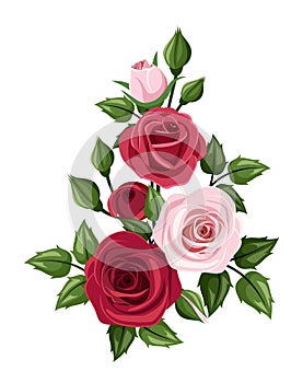 Red and pink roses. Vector illustration.