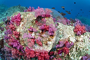 Red and pink soft coral on pinnacle rock in Andaman Sea