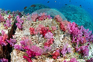 Red and pink soft coral on pinnacle rock in Andaman Sea