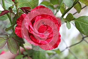 Red with pink stripes winding rose tends to the top to the sun.