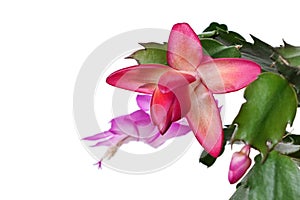 Red and pink to white coloured flowers of False Christmas Cactus, also called Christmas Cactus, latin name Schlumbergera