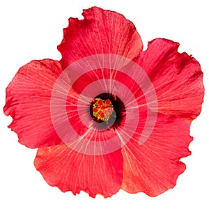 Red Pink Tropical Hibiscus Flower