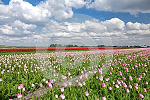 Red and pink tulip field