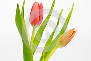 Red and pink tulips isolated