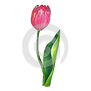 Red pink tulip with leaf. Hand drawn watercolor and ink illustration. Isolated on white background