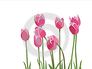 Red pink tulipes