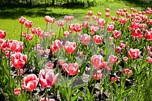 Red - pink tulips photo